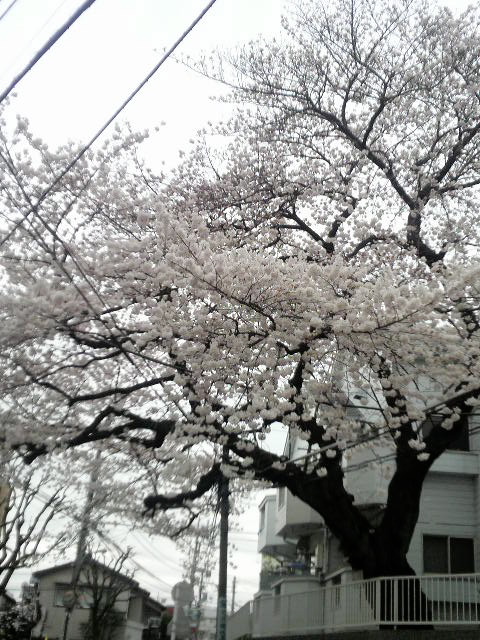 貝谷学園前桜.jpg
